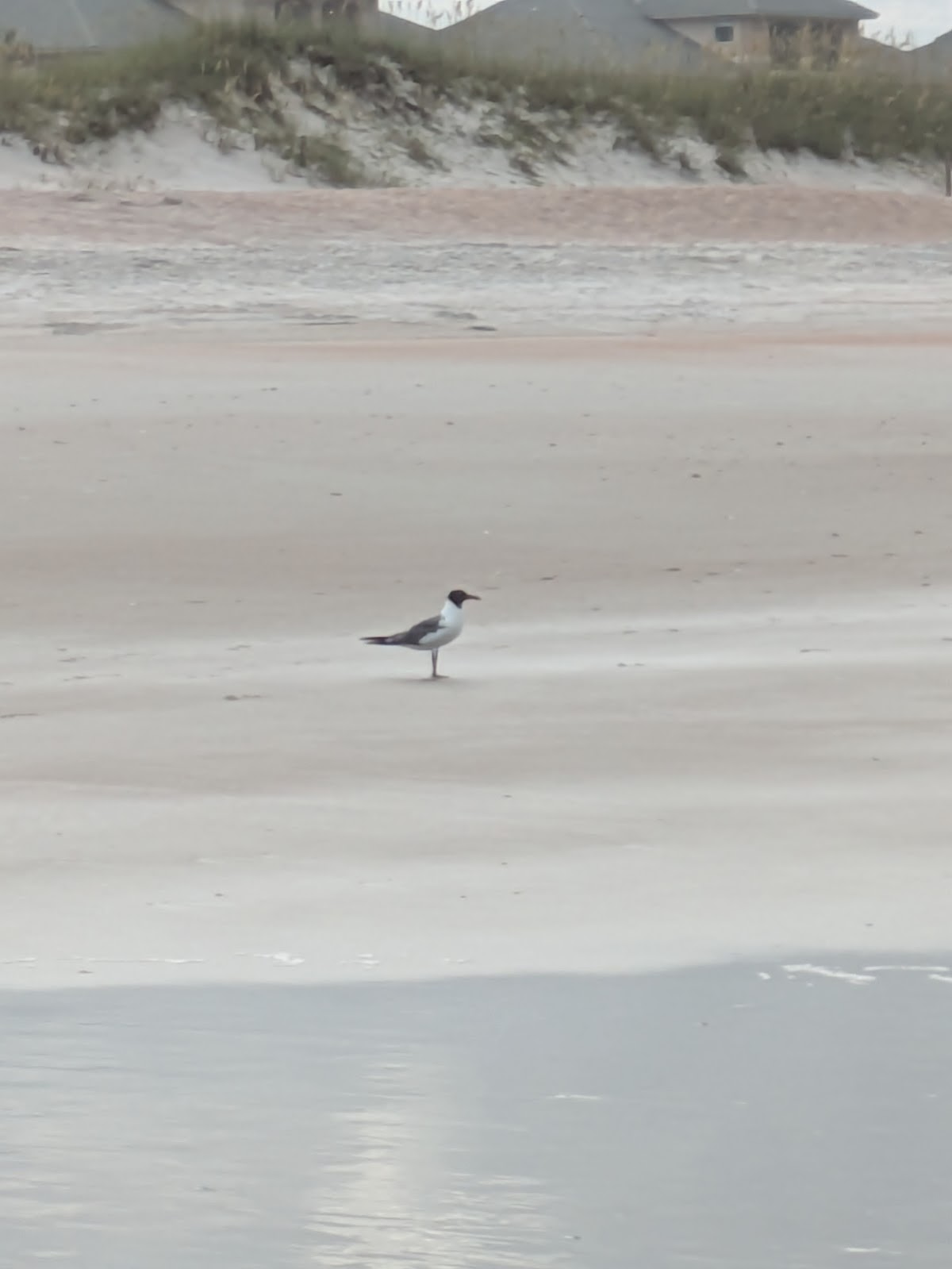 American Beach photo 3