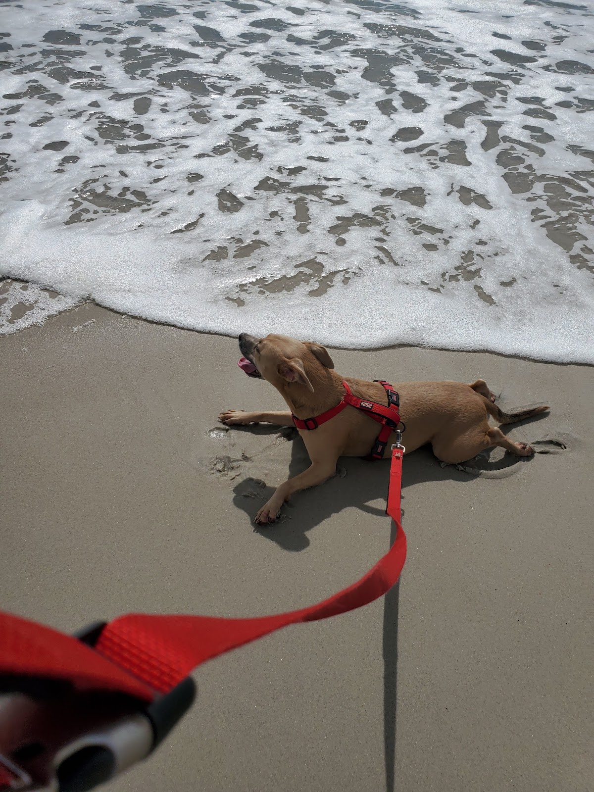 Beach Access 16 photo 5