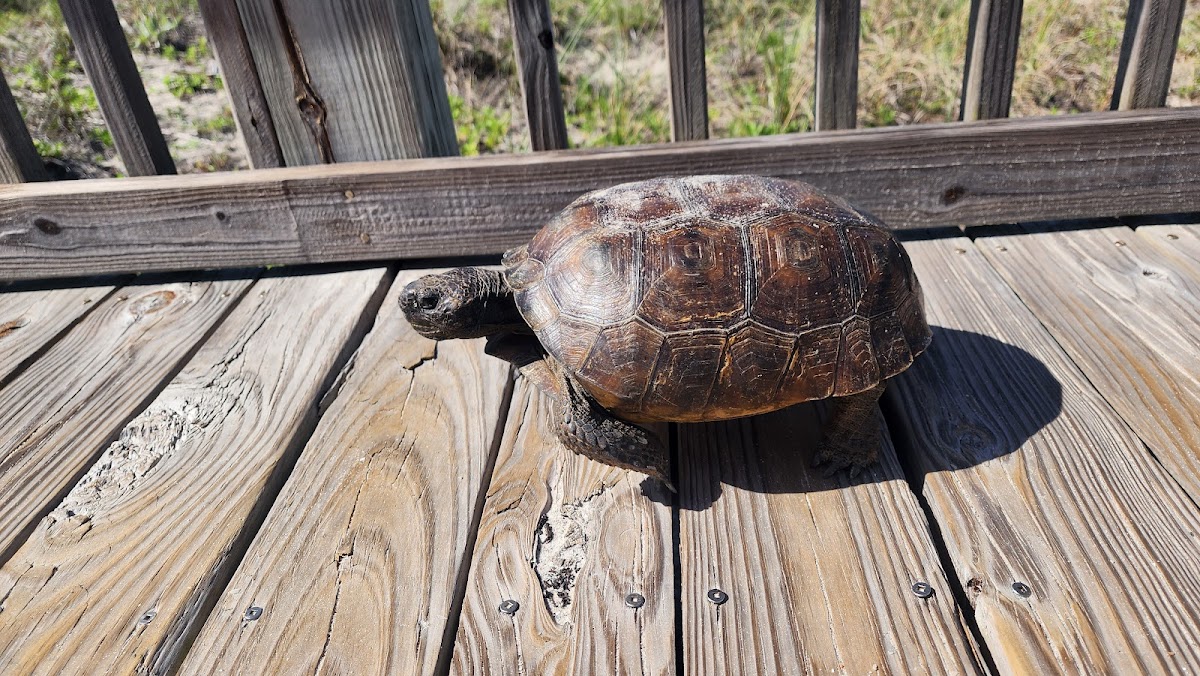 Beach Access #1 (Nassau Access) photo 4