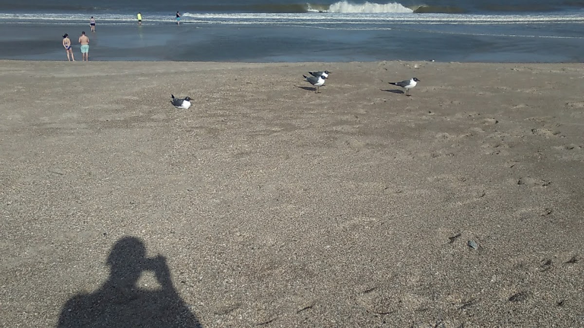 Beach Access #1 (Nassau Access) photo 7