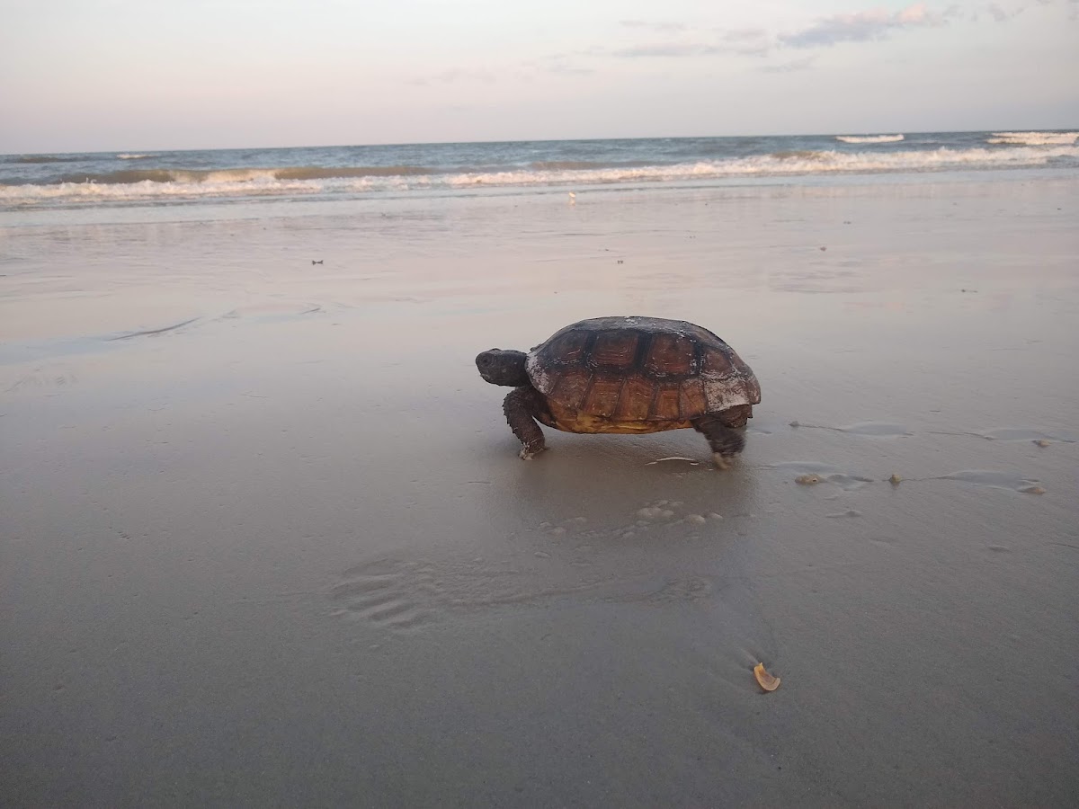 Beach Access 24 photo 5