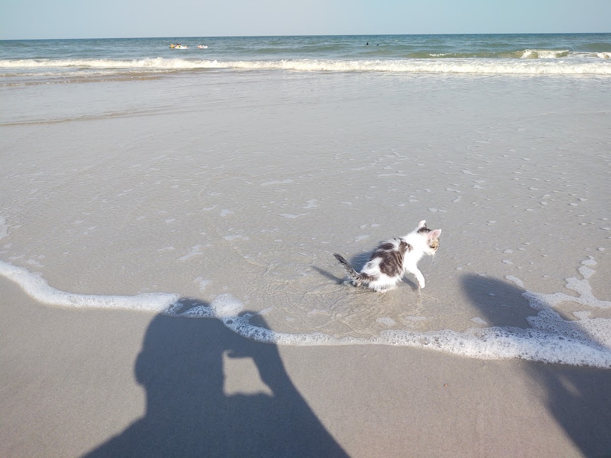 Beach Access 25 photo 7