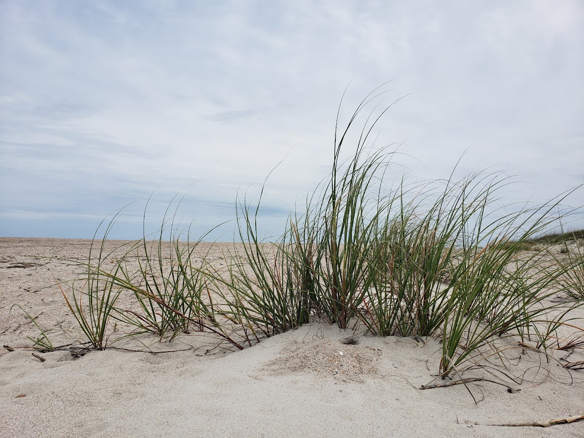 Beach Access #2 (Amelia Access) photo 5