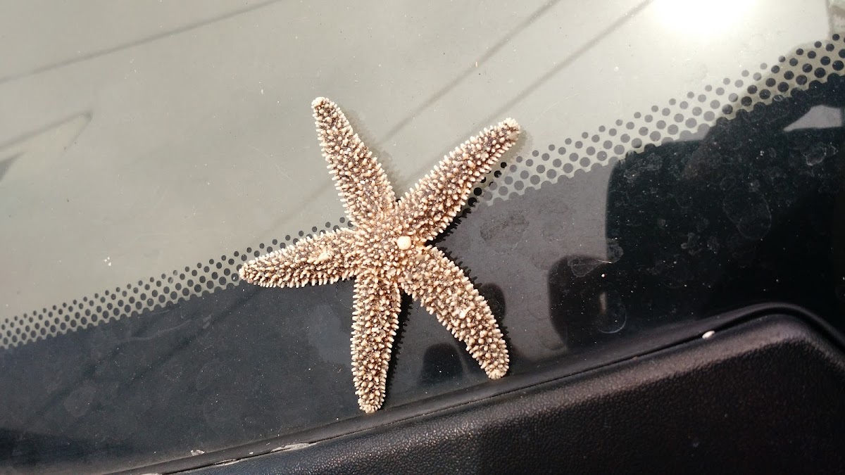 Beach Access #2 (Amelia Access) photo 10