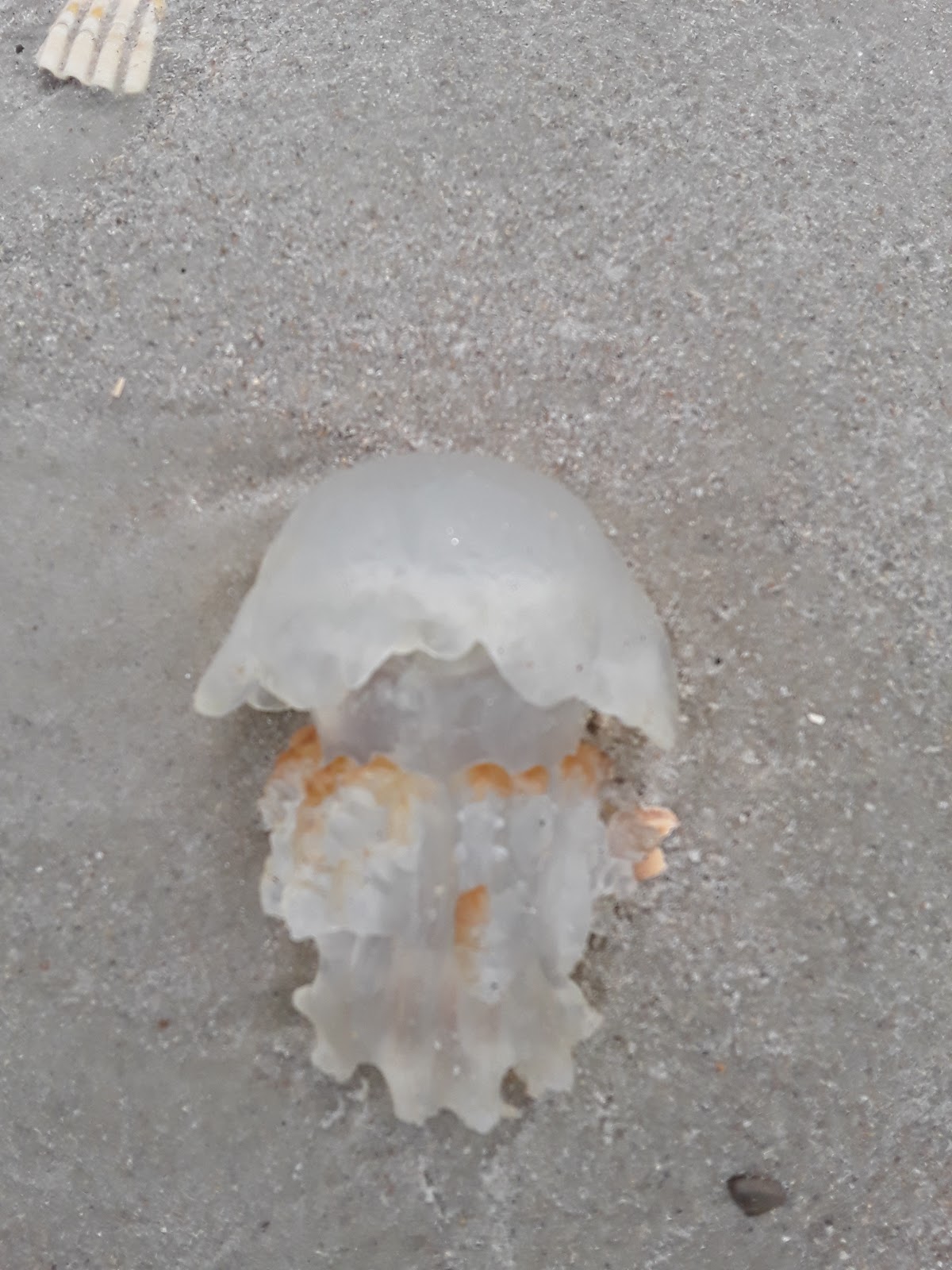 Beach Access 39 photo 3