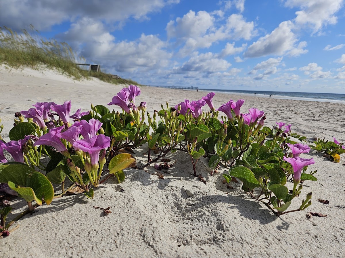 Beach Access 39 photo 5