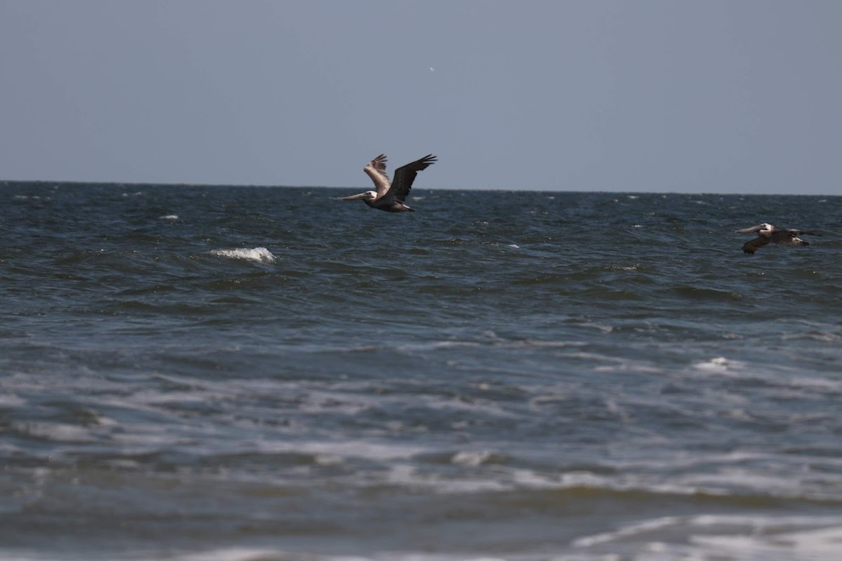 Beach Access 39 photo 7