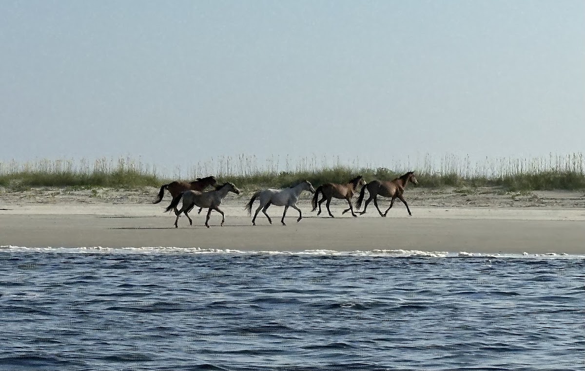 Amelia Island Charters photo 3