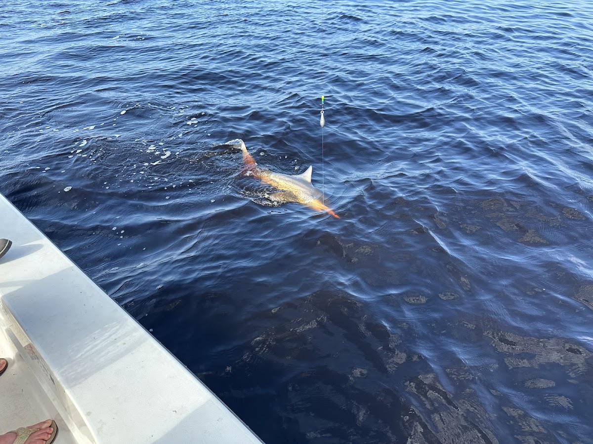 Amelia Island Charters photo 8