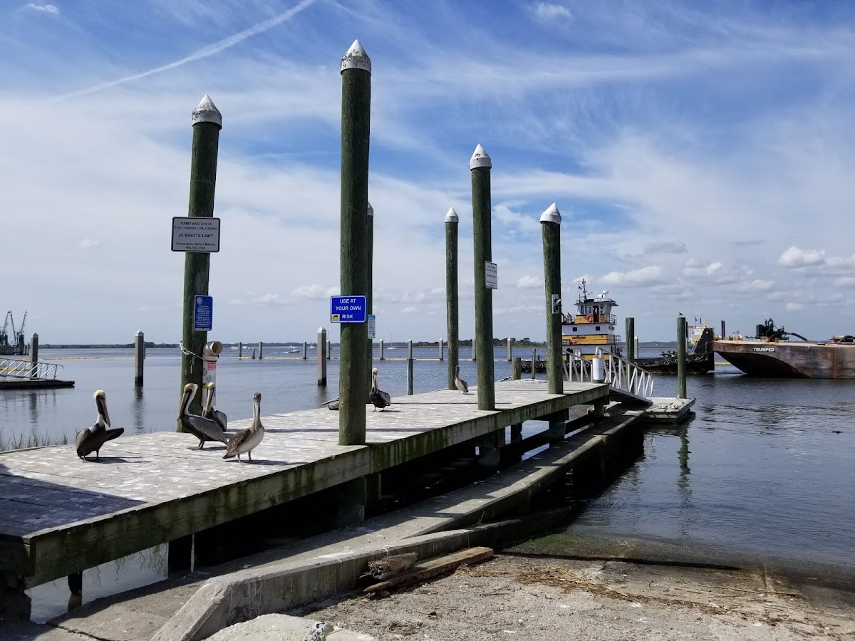 Amelia Island Charters photo 9