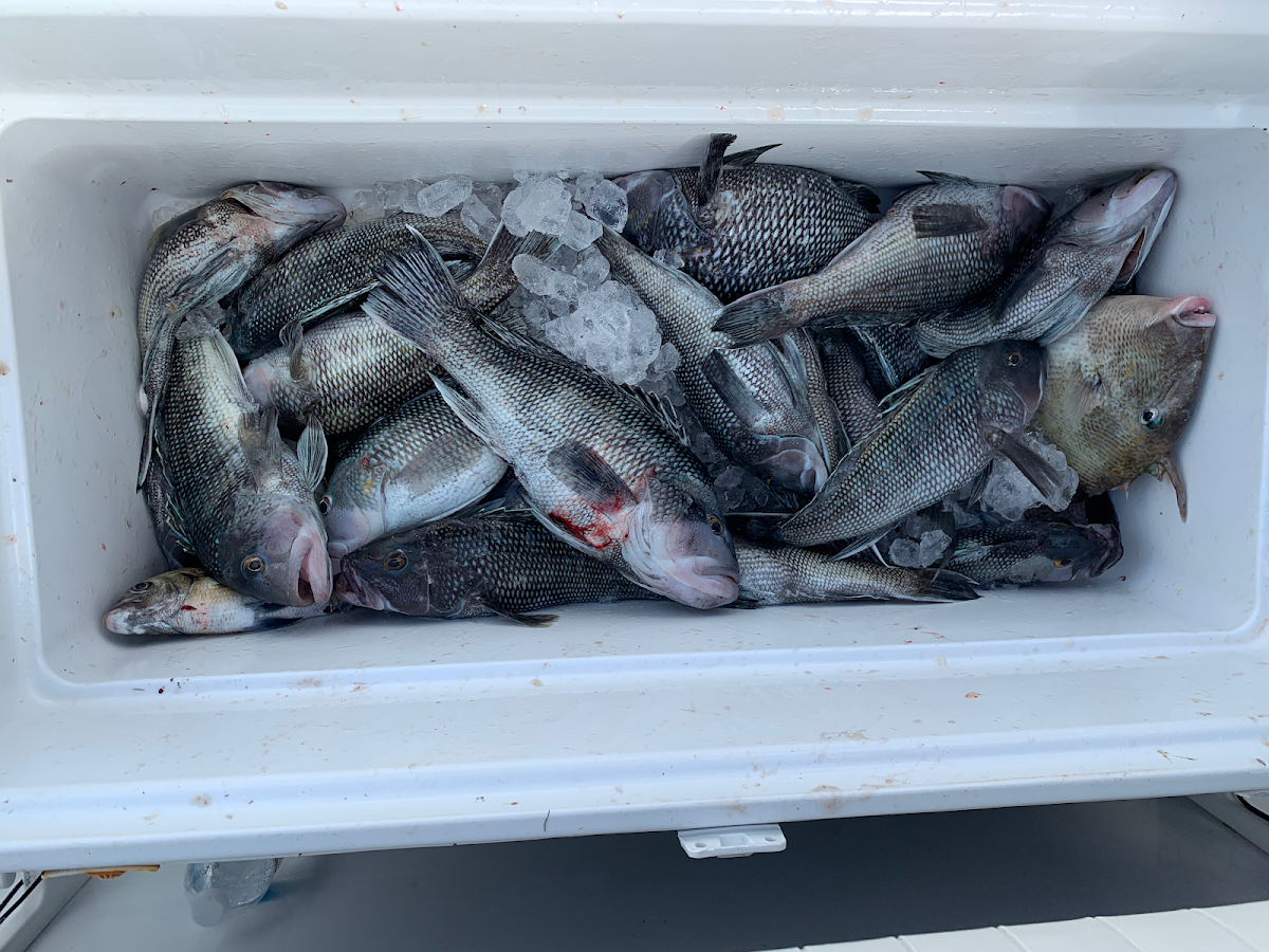 Amelia Island Sport Fishing photo 6