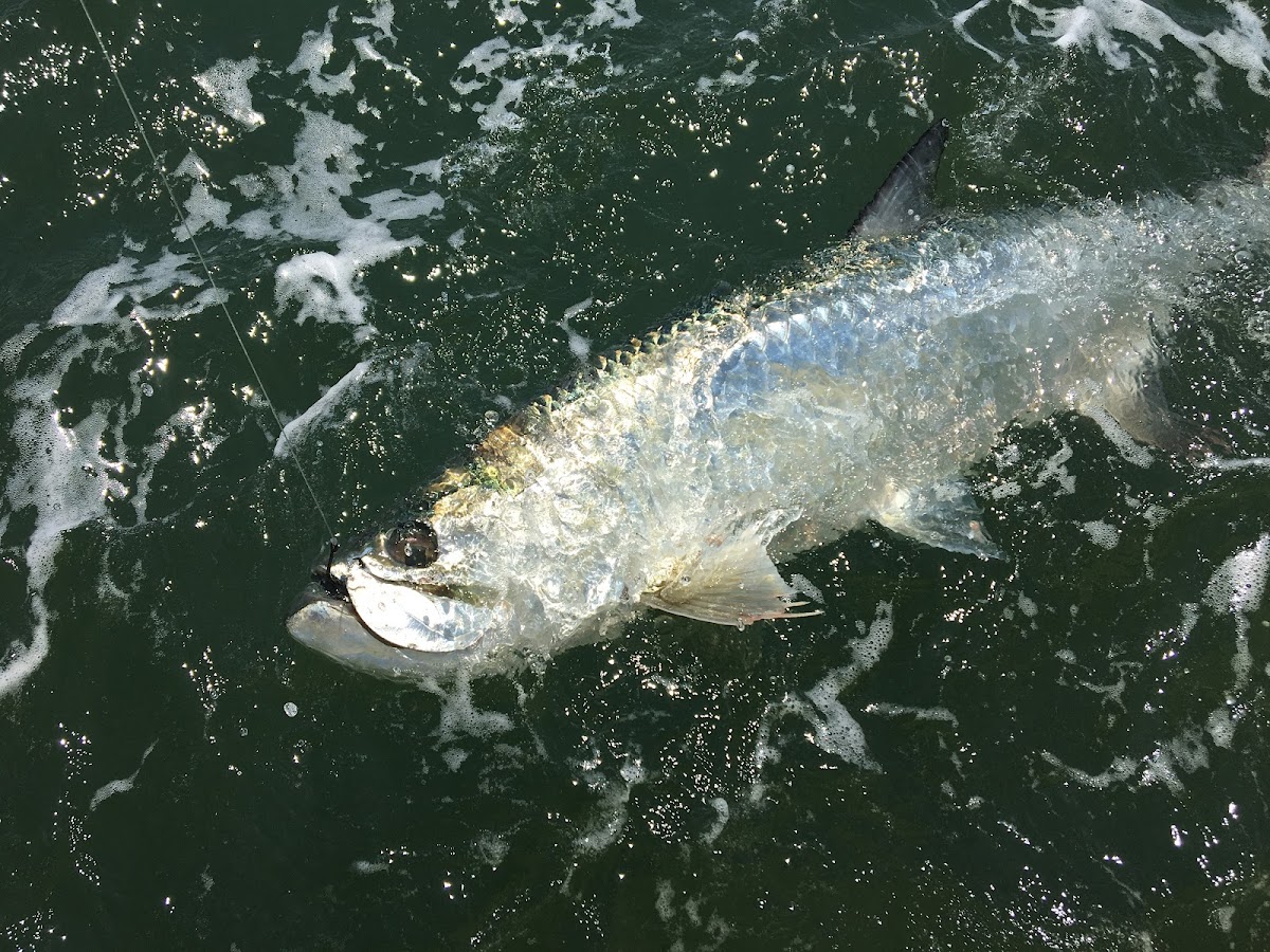 Amelia Island Sport Fishing photo 7