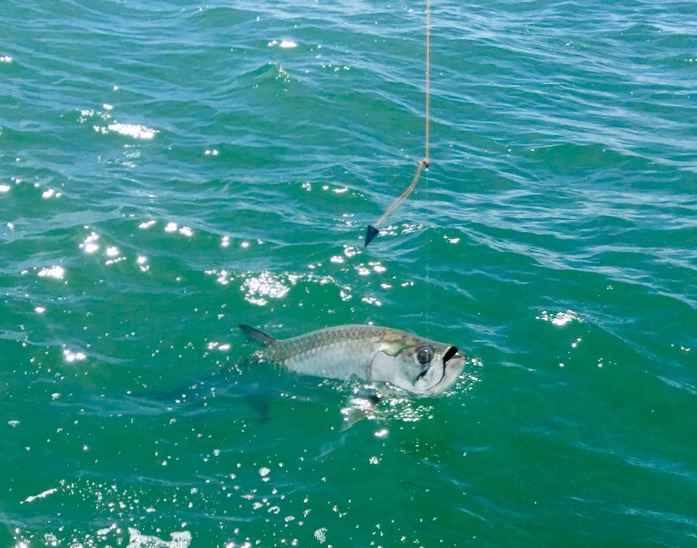 Amelia Island Sport Fishing photo 8