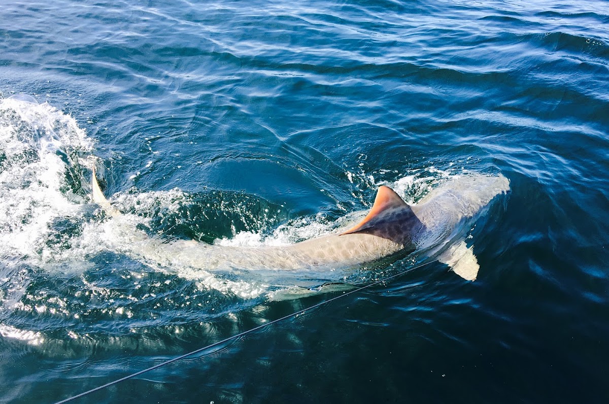 Amelia Island Sport Fishing photo 10