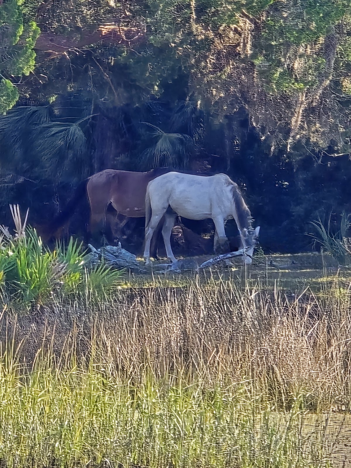 Amelia River Cruises & Charters photo 5