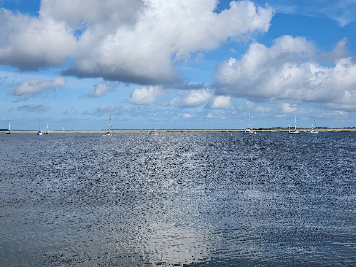 Amelia River Cruises & Charters photo 8