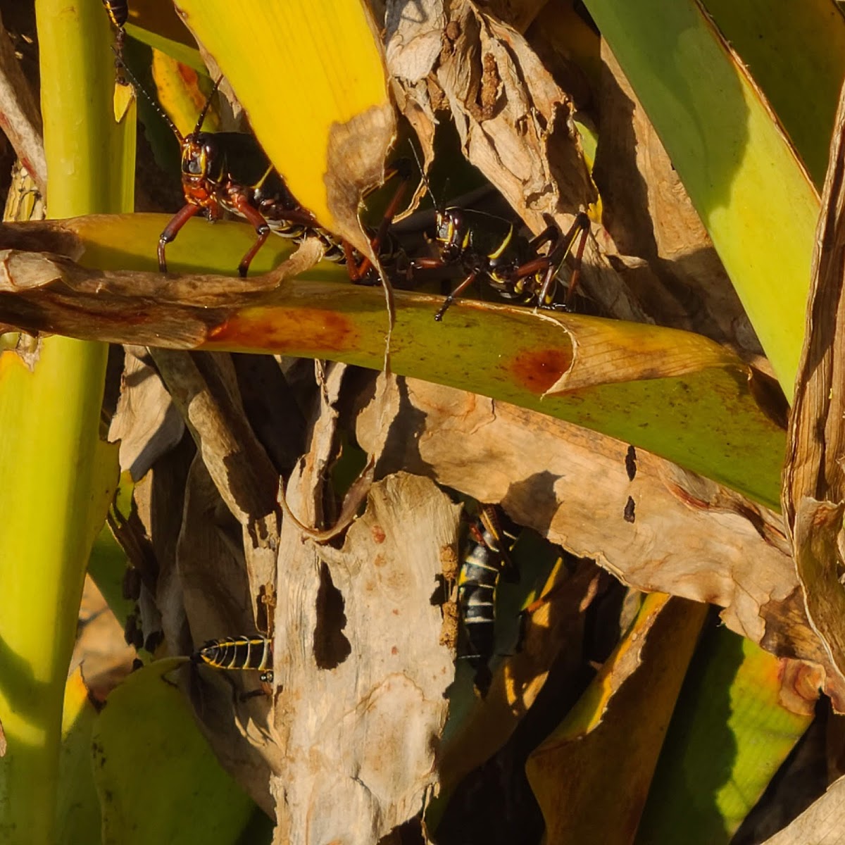 Putt-Putt Fun Center Amelia Island, FL photo 6