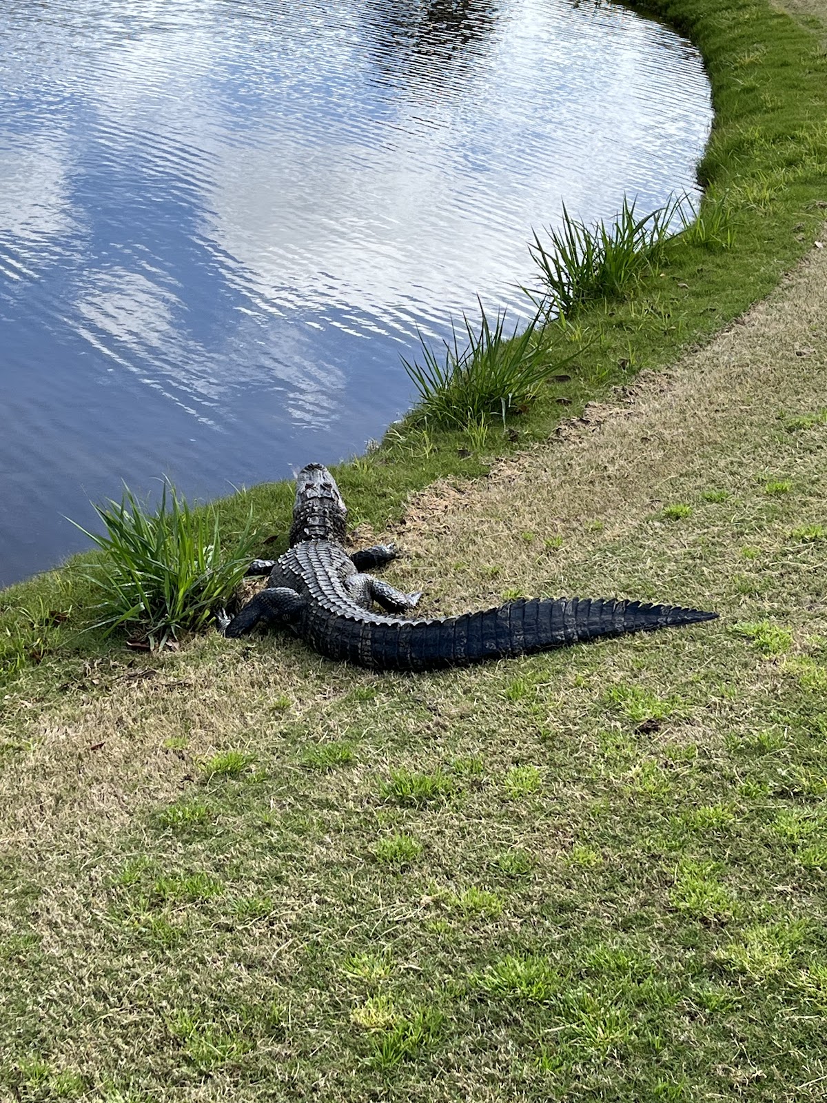 The Amelia River Club photo 5