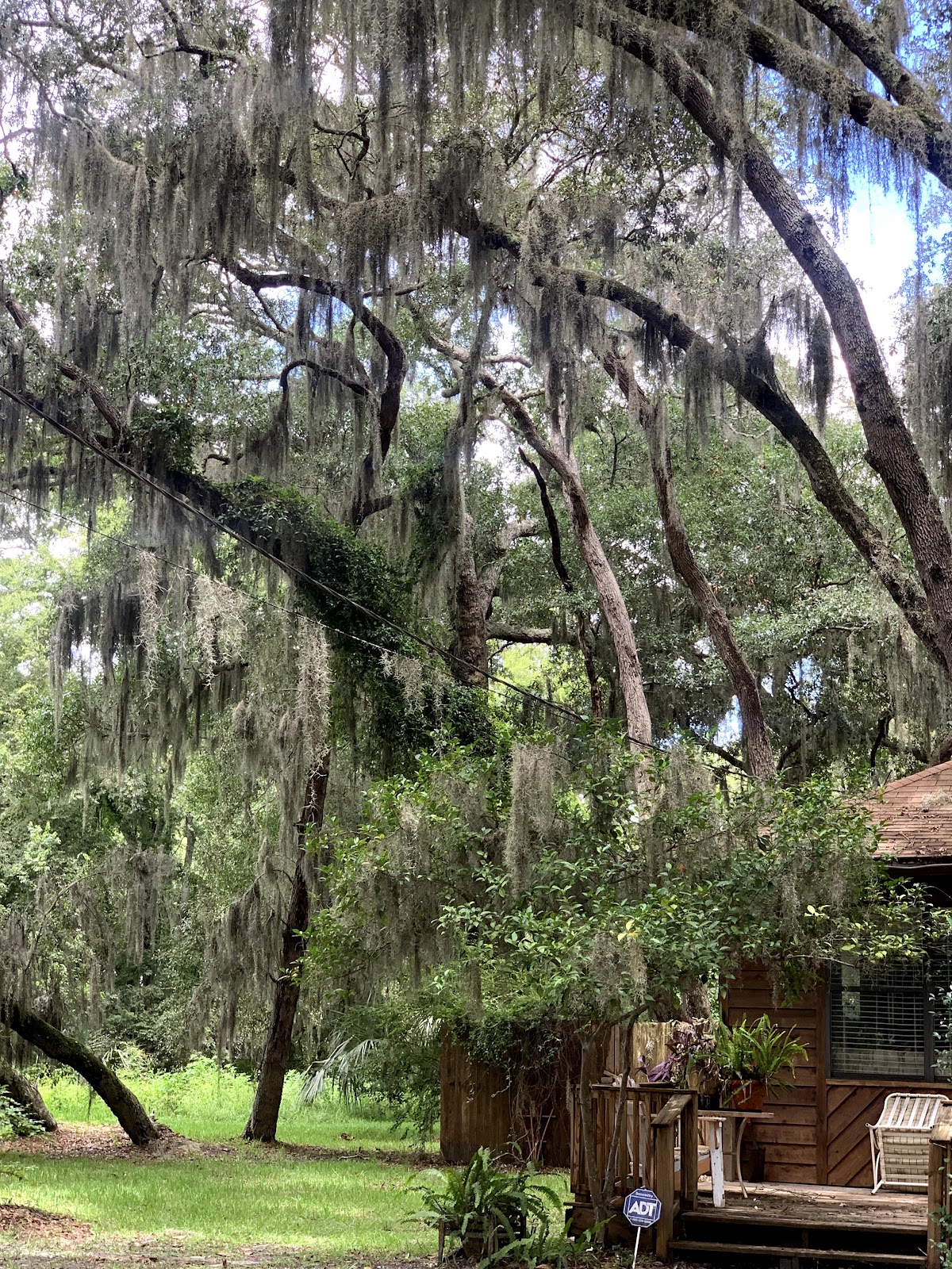 Amelia Island photo 6