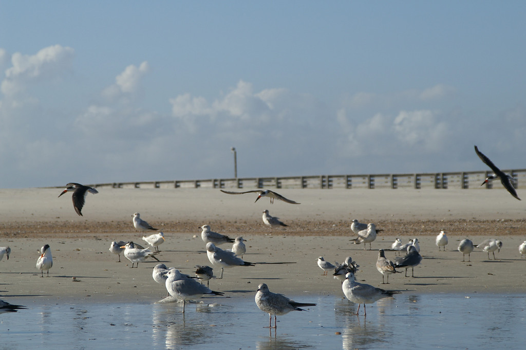 Amelia Island photo 10