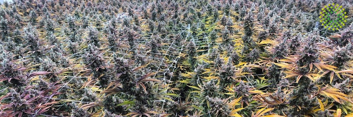 Trulieve Fernandina Beach Dispensary photo 2