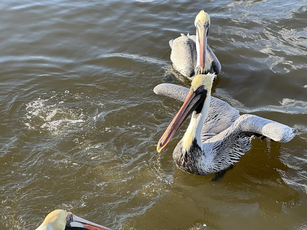 Amelia Family Fishing Charters photo 4