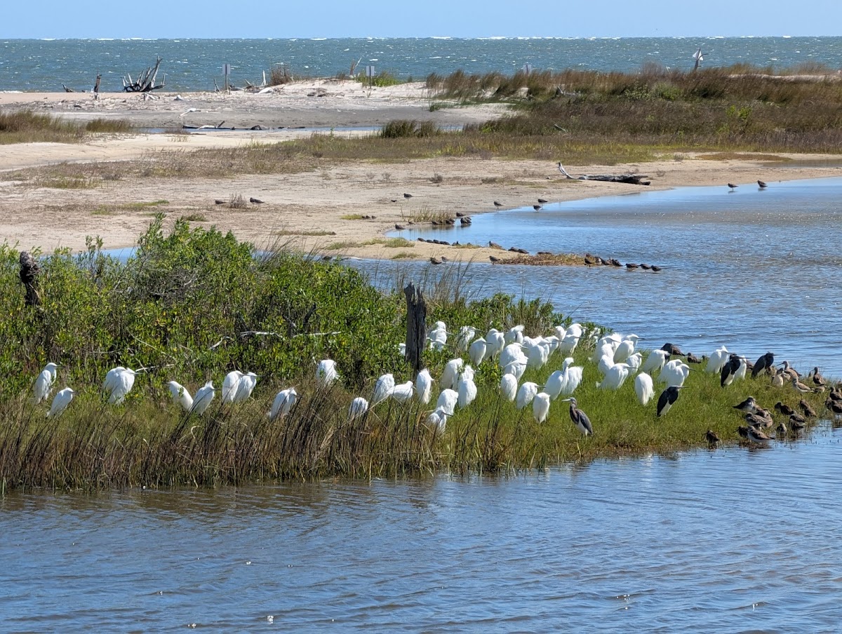 Birdwatch Station. photo 4