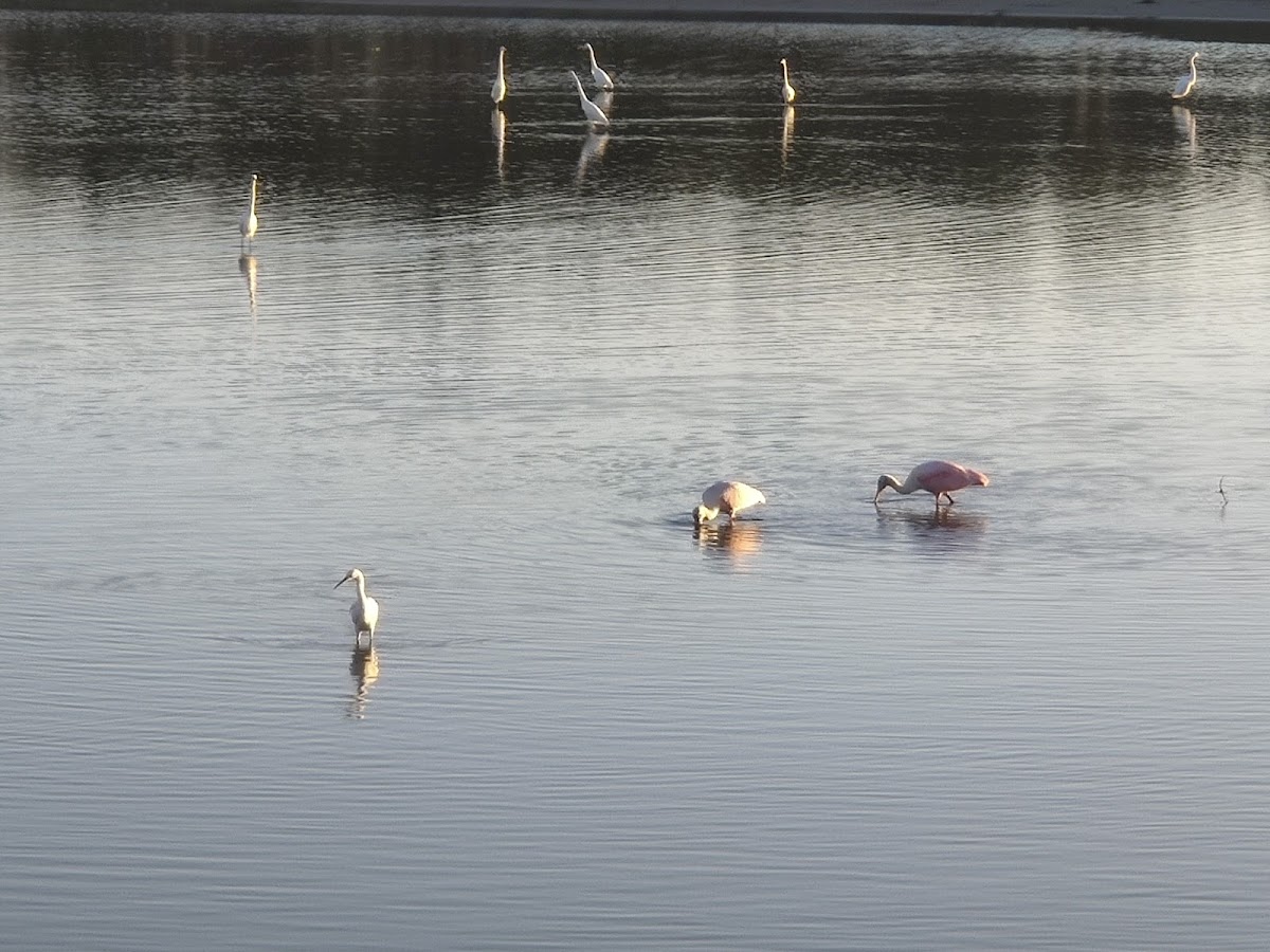 Birdwatch Station. photo 7