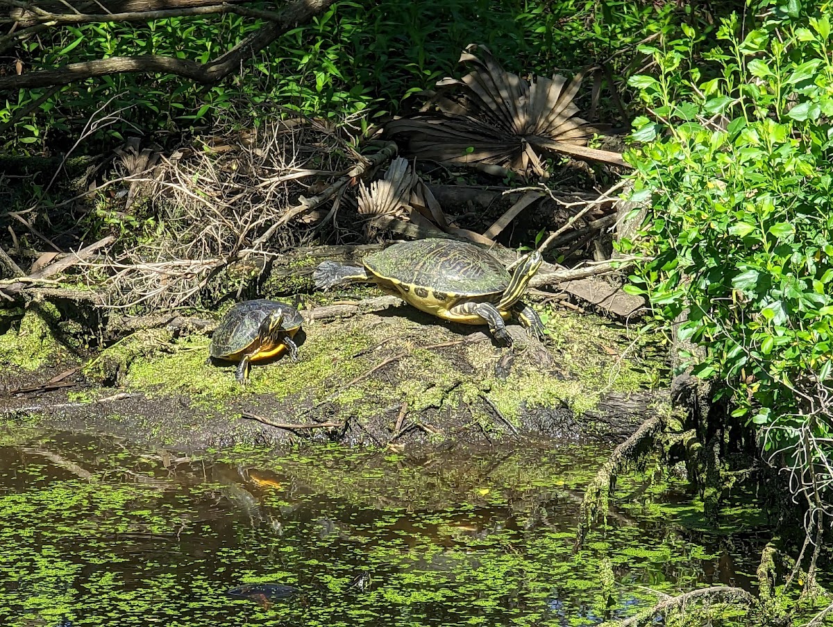 Egan's Creek Greenway Trail photo 9