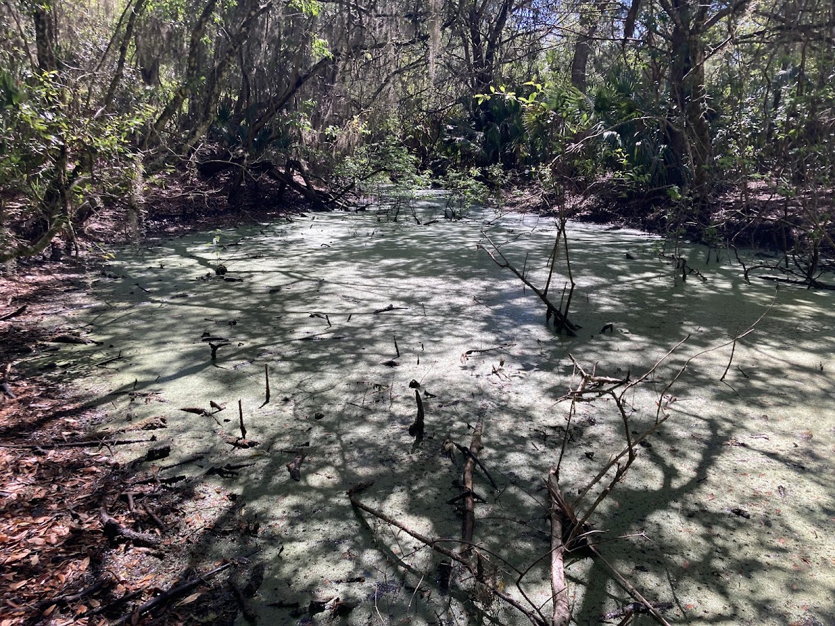 Egan's Creek Viewing Platform photo 2