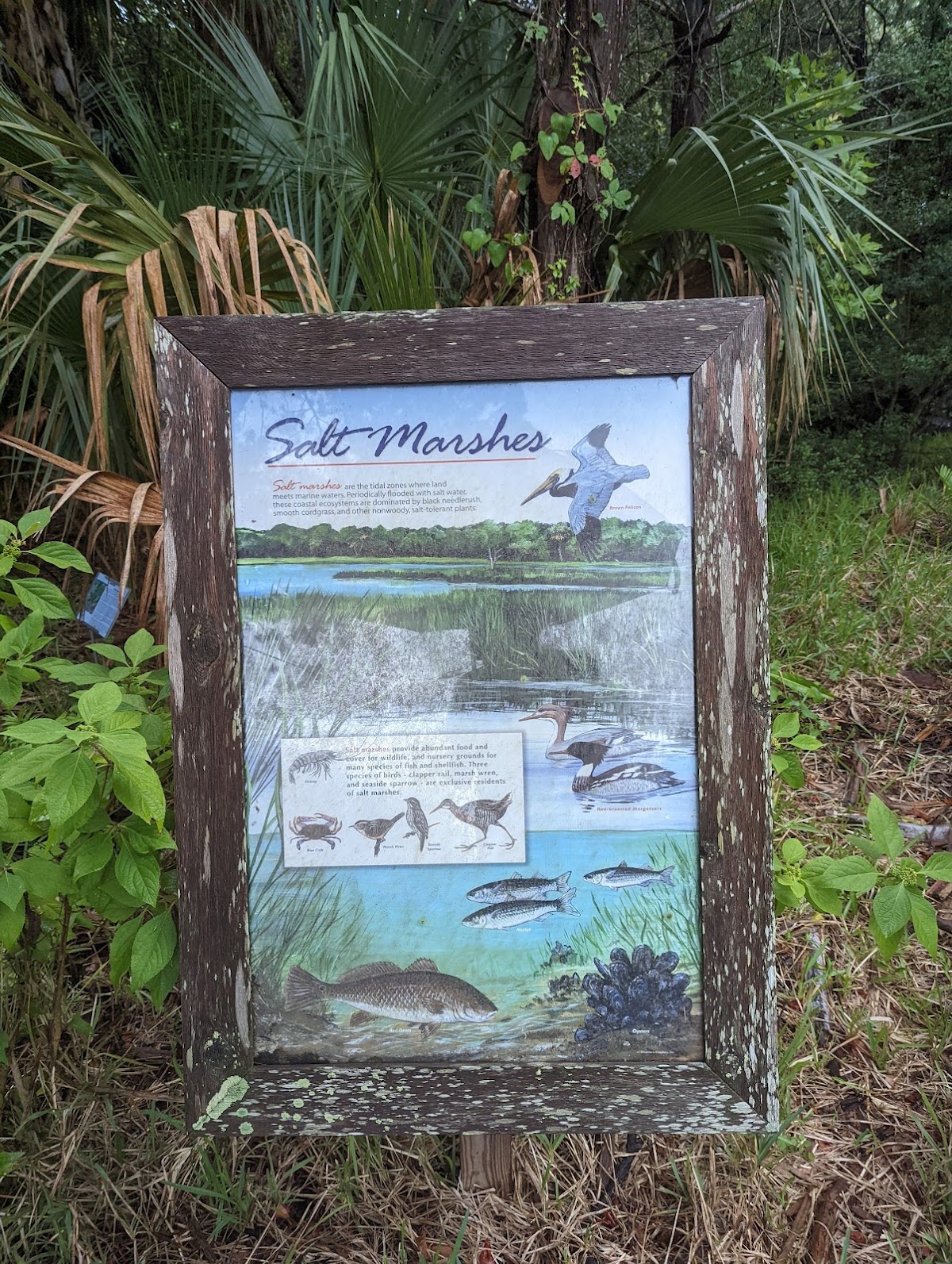 Egan's Creek Viewing Platform photo 6