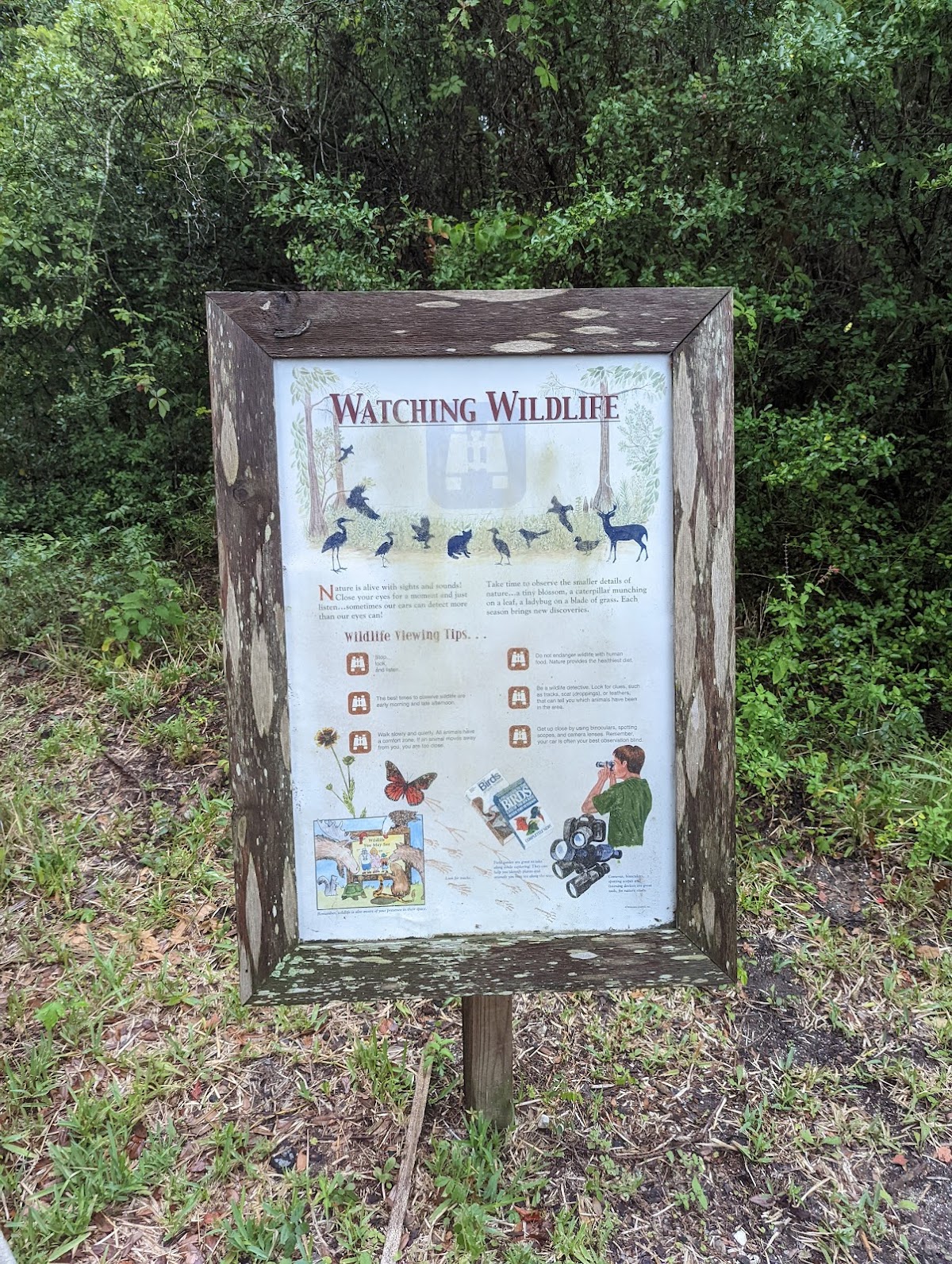 Egan's Creek Viewing Platform photo 7