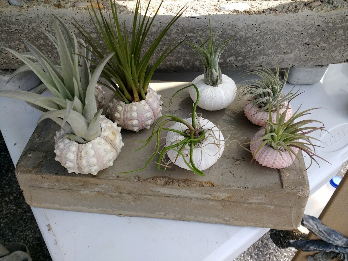 Fernandina Beach Market Place photo 5