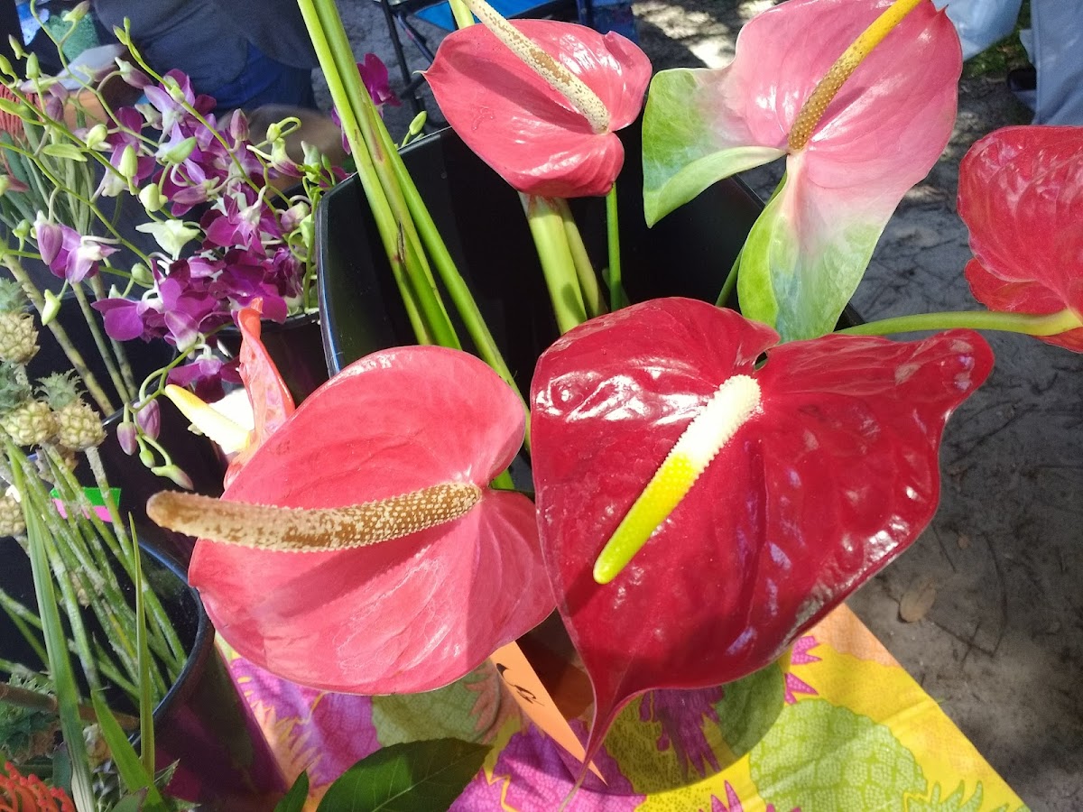 Fernandina Beach Market Place photo 10