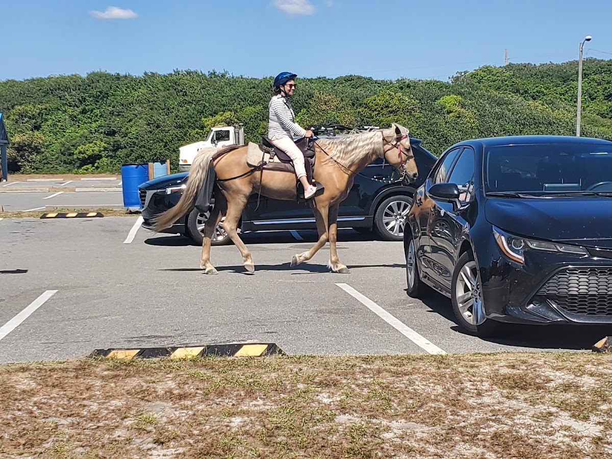 Happy Trails Walking Horses photo 4