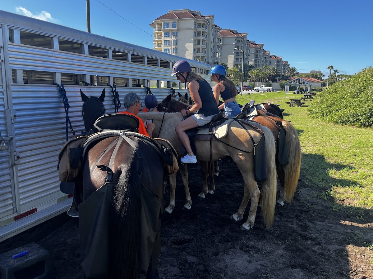 Happy Trails Walking Horses photo 5