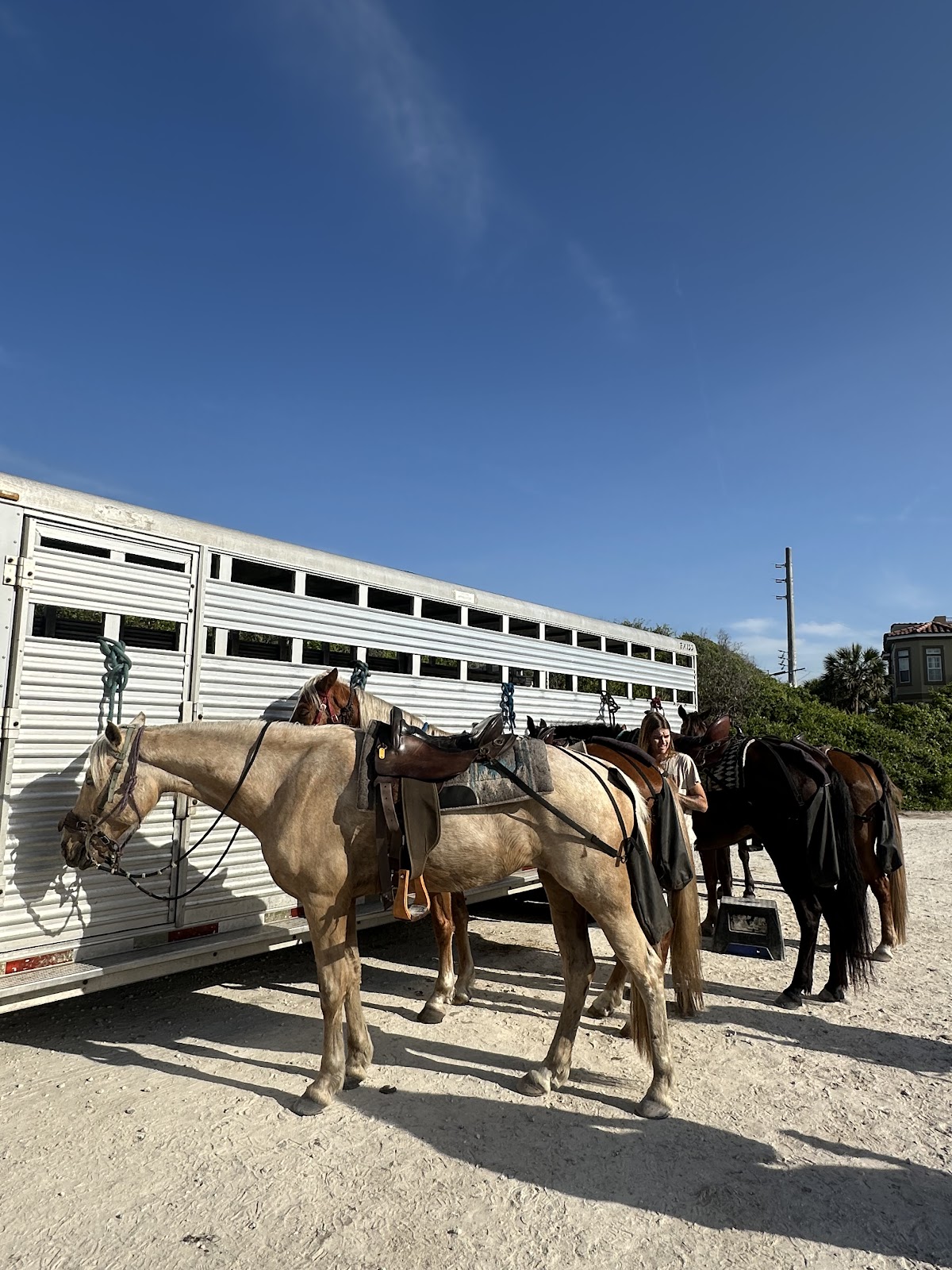 Happy Trails Walking Horses photo 6