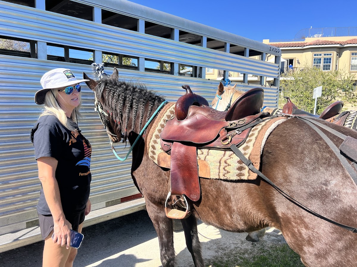 Happy Trails Walking Horses photo 7