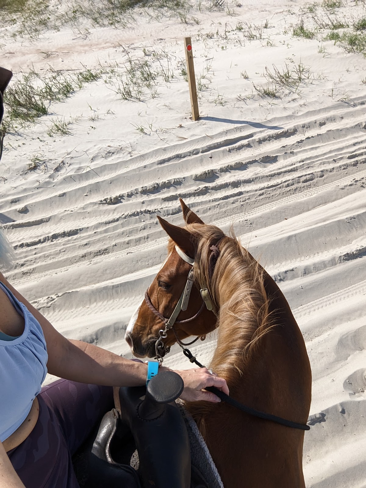 Happy Trails Walking Horses photo 8