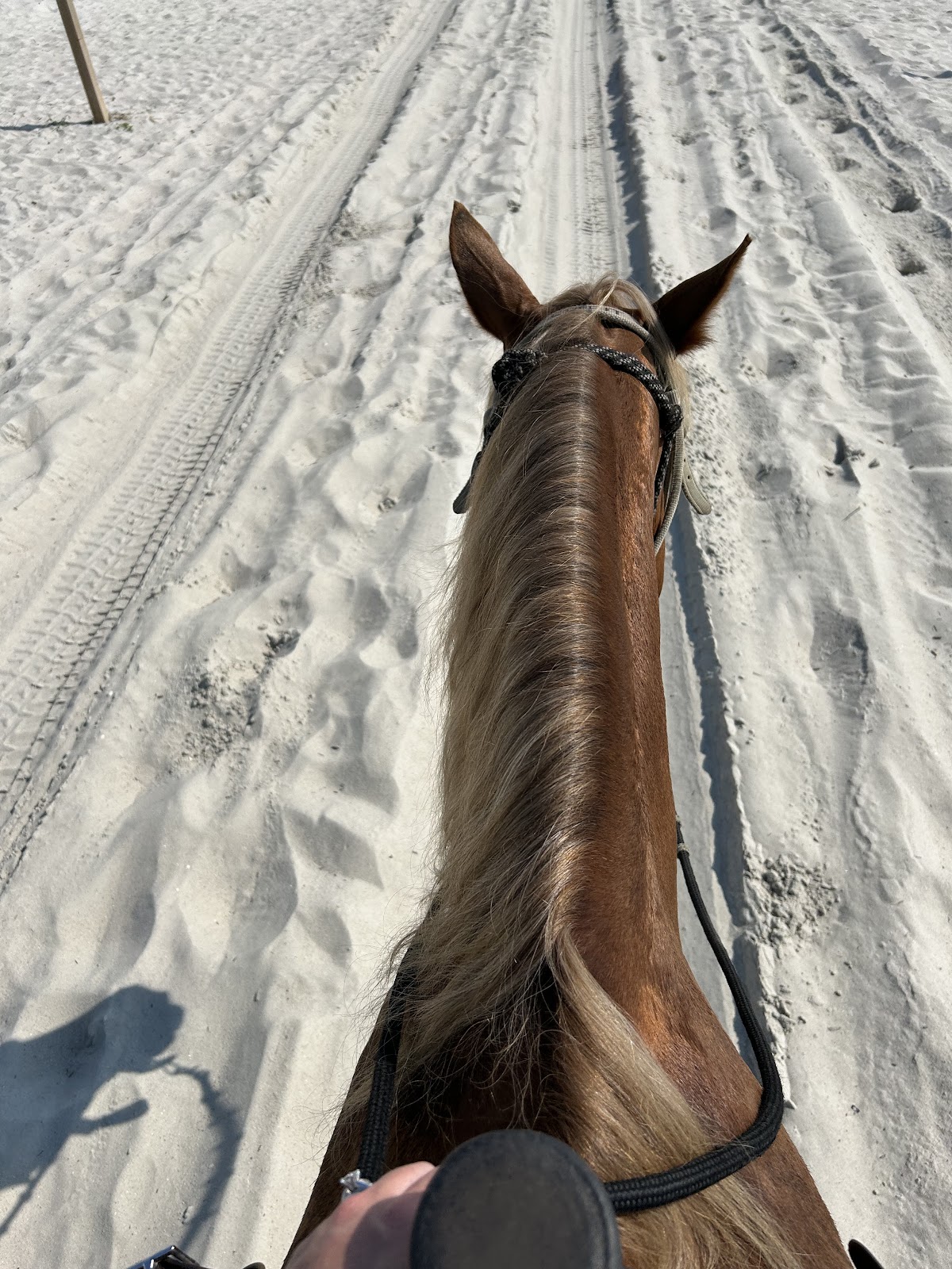 Happy Trails Walking Horses photo 9