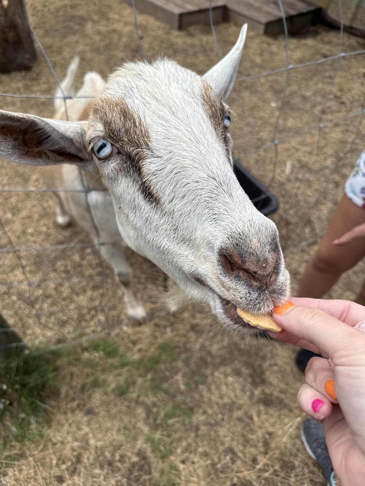 Jaybird Hammock Farm photo 5
