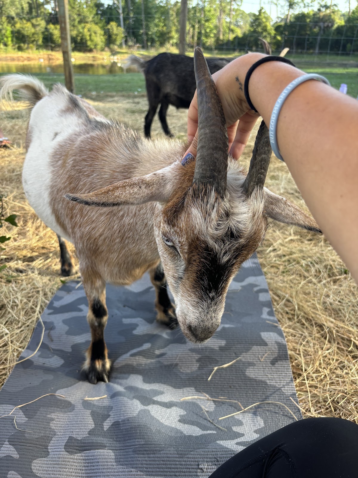 Jaybird Hammock Farm photo 6