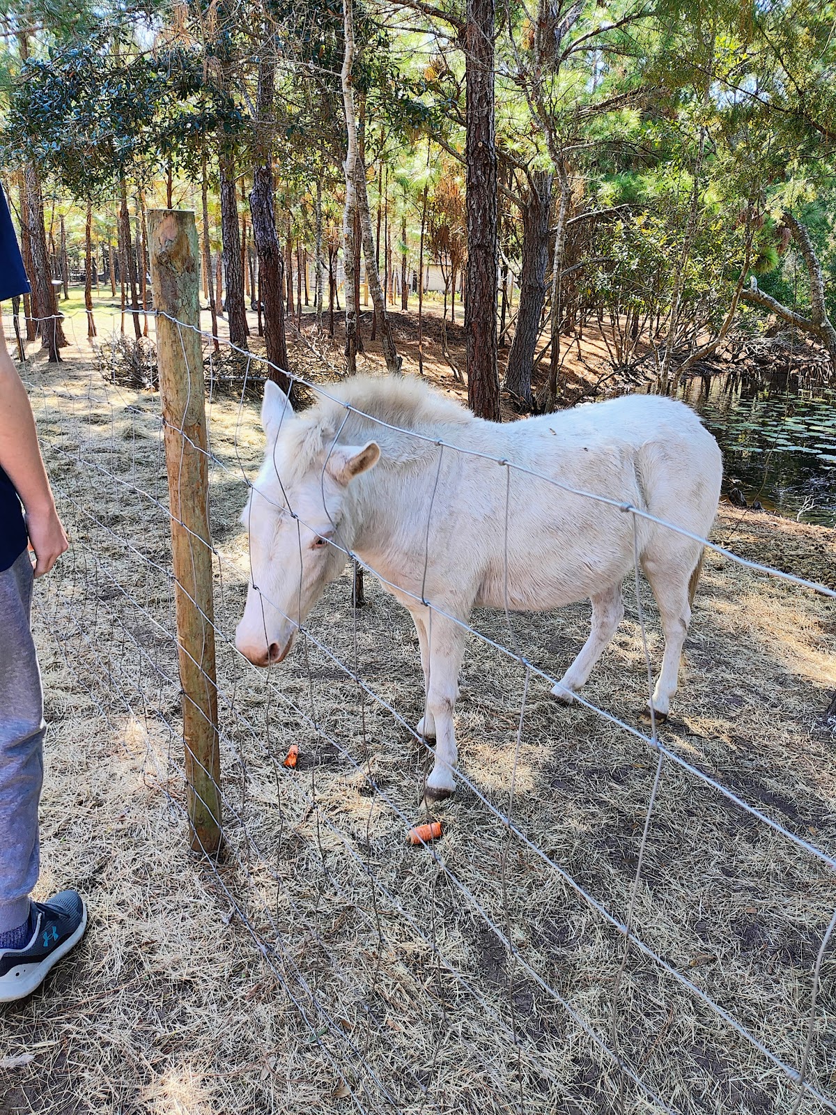 Jaybird Hammock Farm photo 9