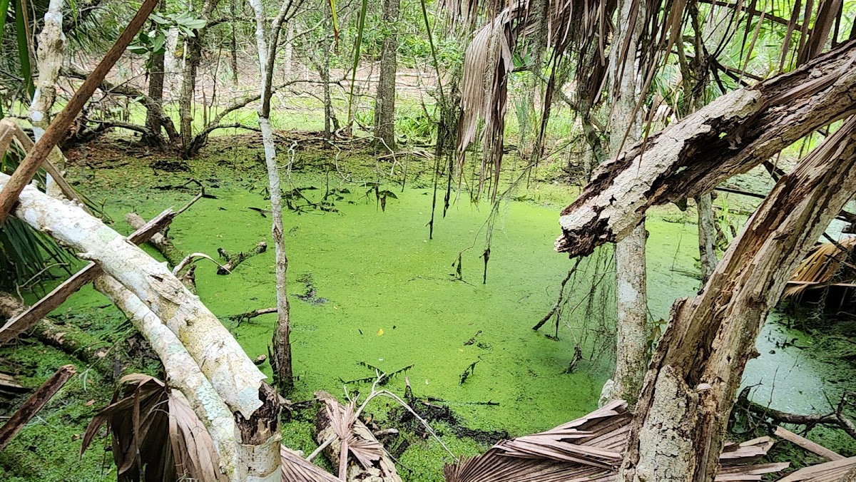 Willow Pond Nature Trail photo 4