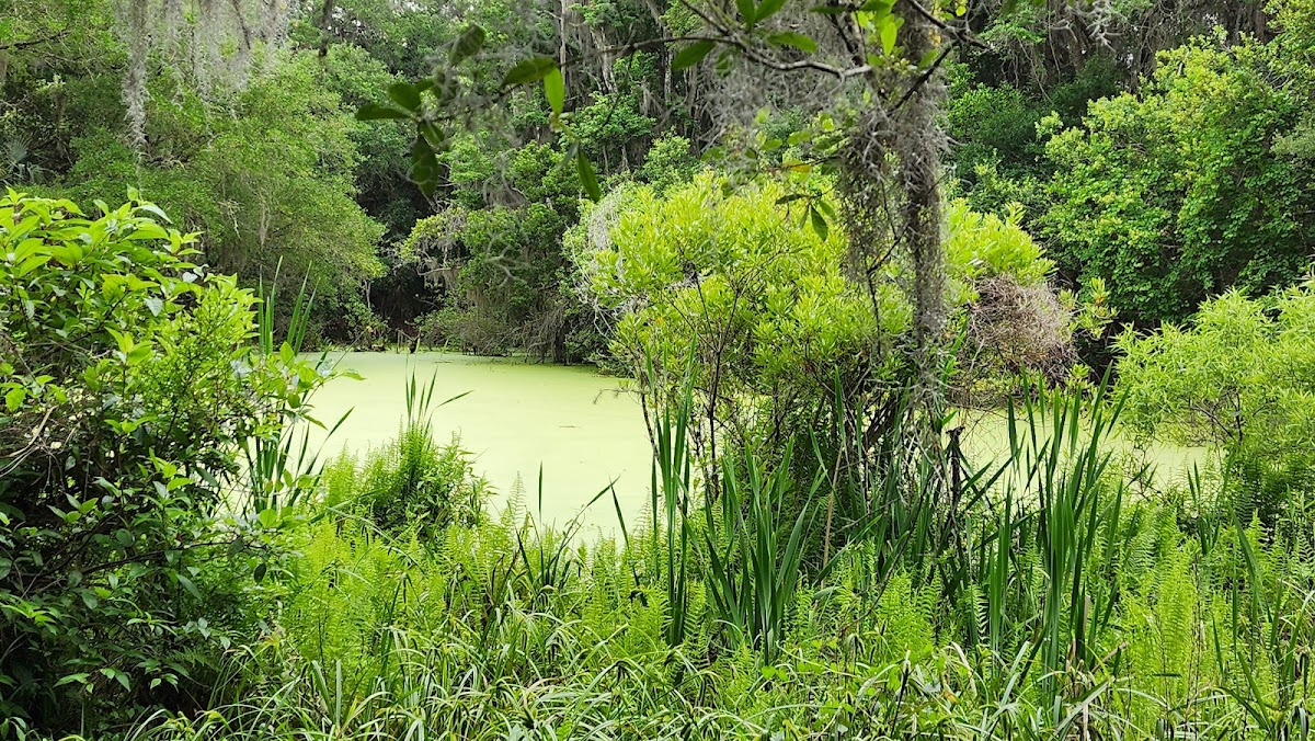Willow Pond Nature Trail photo 5