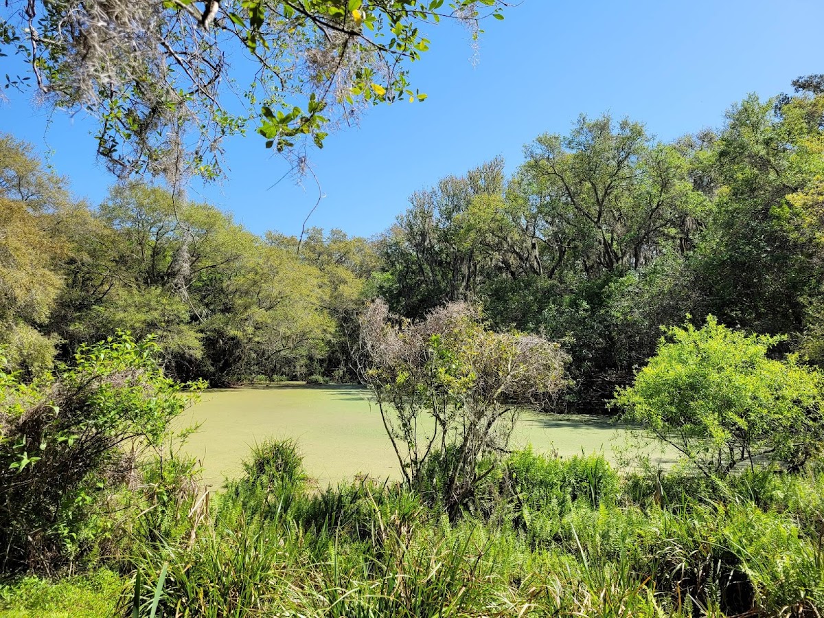 Willow Pond Nature Trail photo 9