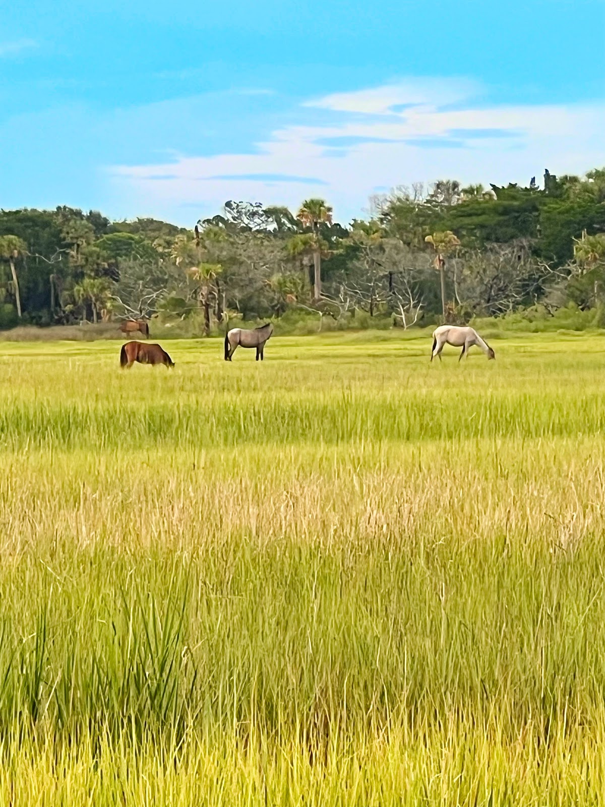 Amelia Adventures photo 4