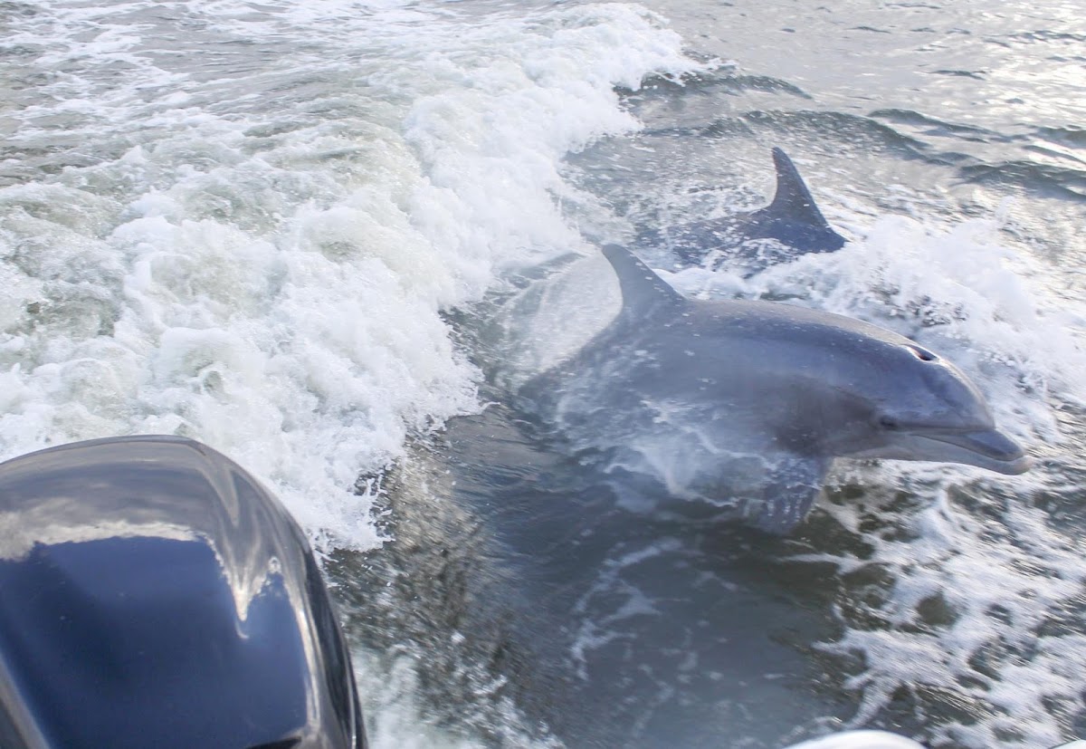 Amelia Adventures photo 5