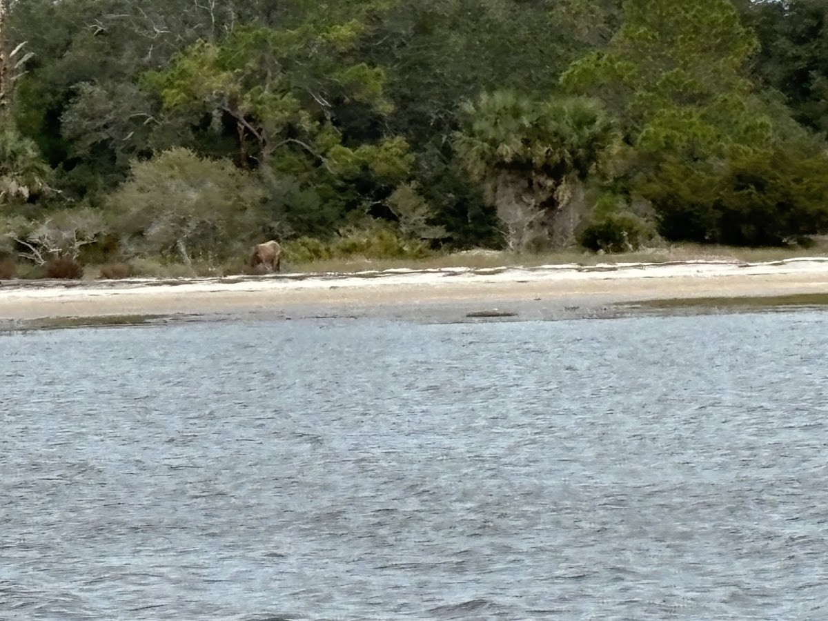 Amelia Adventures photo 8