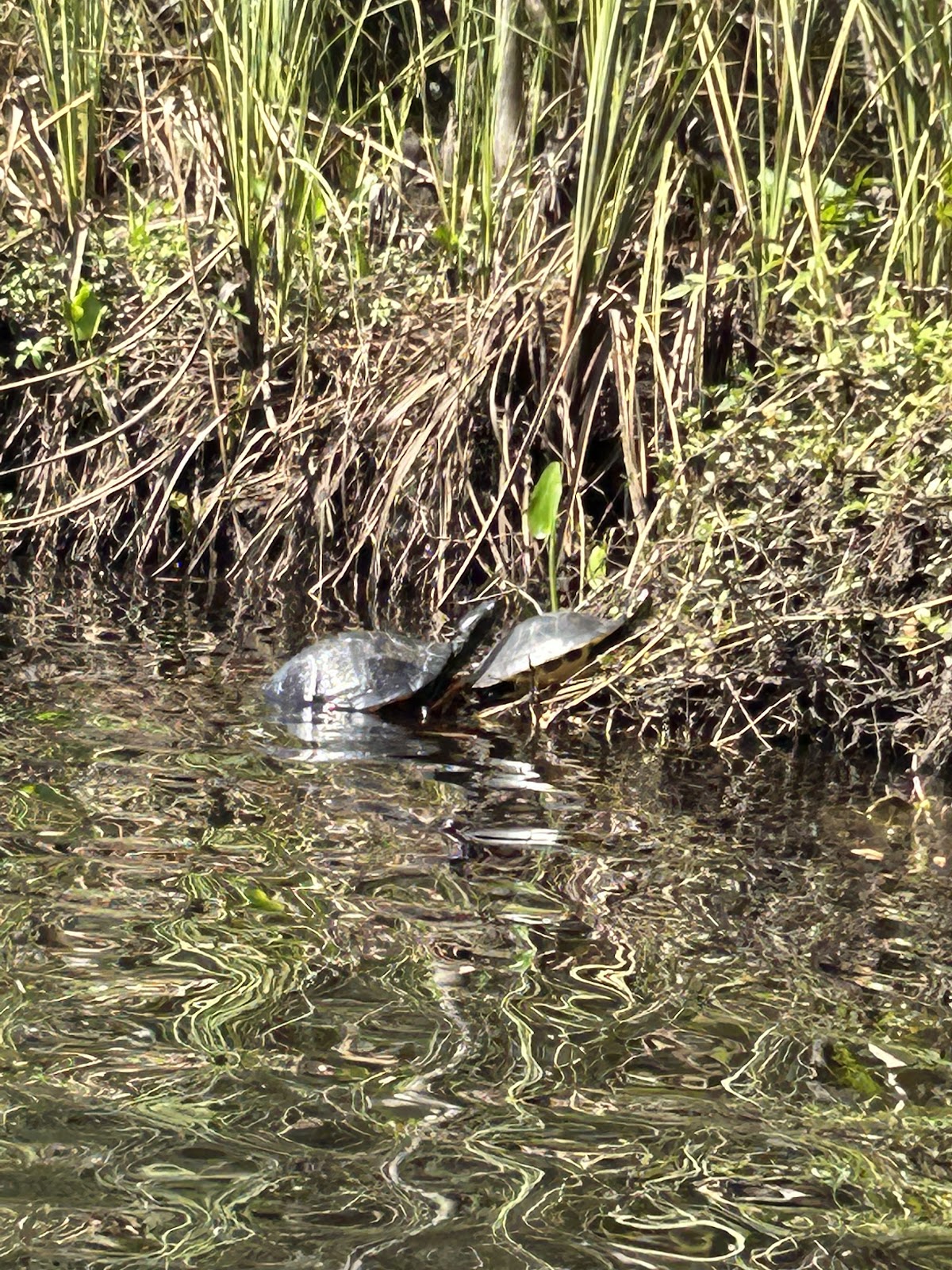 Amelia Adventures photo 10